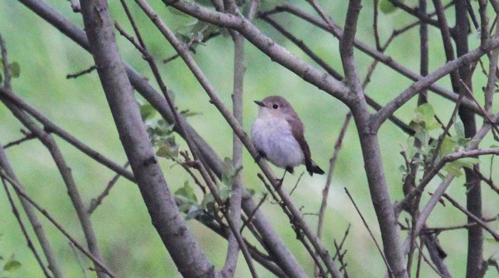 Red-breasted Flycatcher