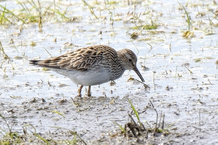 Pectoral Sandpiper