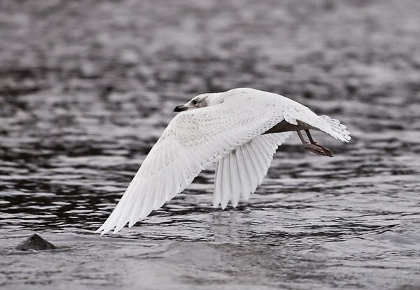 Iceland Gull