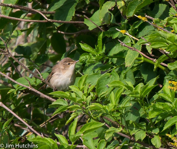 Blyth's Reed Warbler