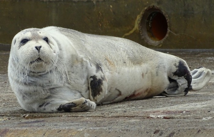 Bearded Seal