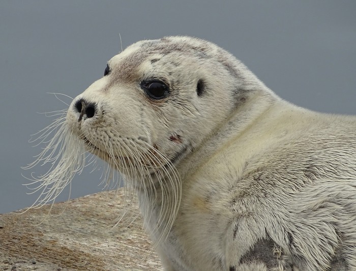 Bearded Seal