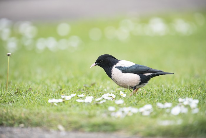 Rose-coloured Starling