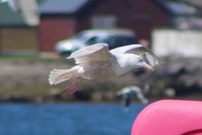 Glaucous Gull