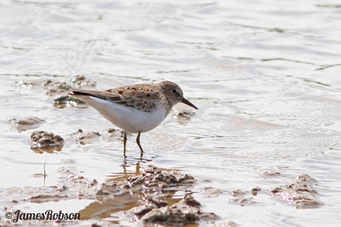 Temminck's Stint