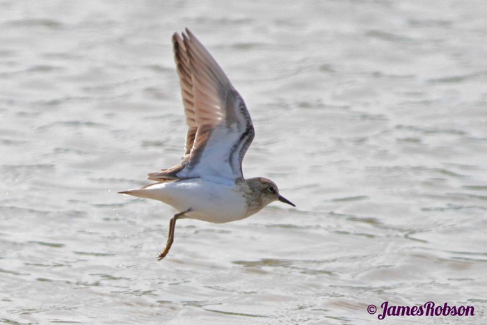 Temminck's Stint