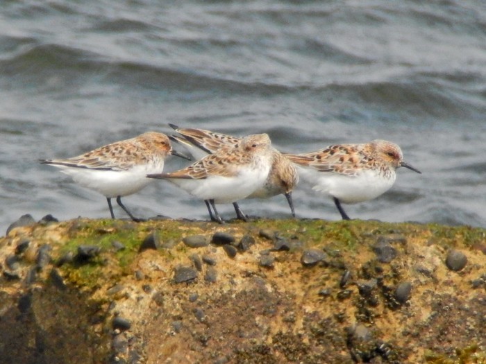 Sanderling