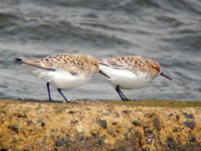 Sanderling