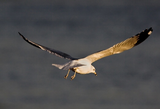 Ring-billed Gull