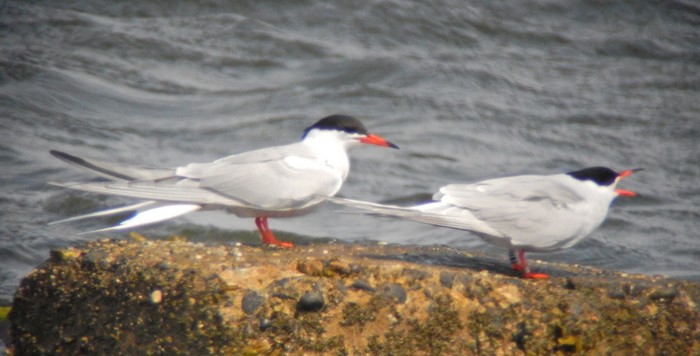 Common Tern