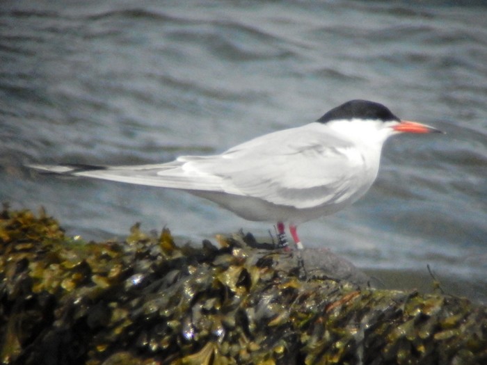 Common Tern