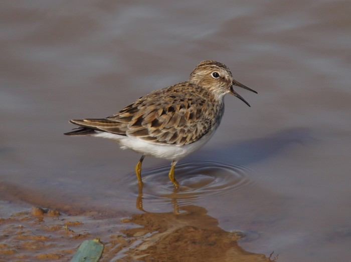 Temminck's Stint