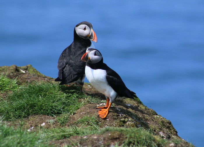 Puffin