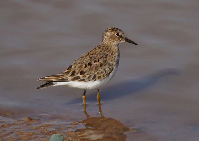 Temminck's Stint