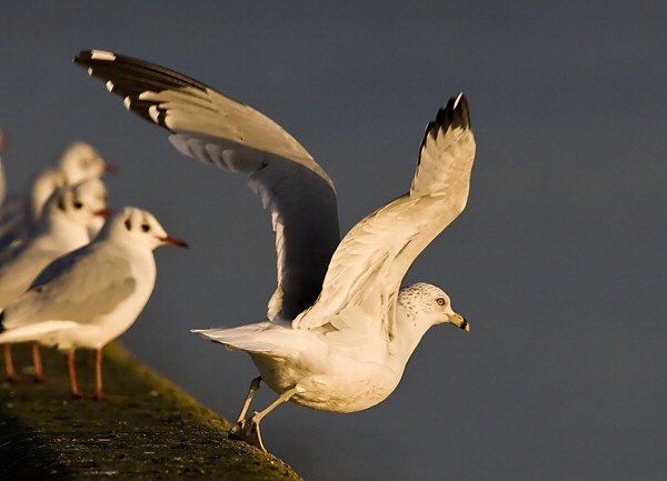 Ring-billed Gull