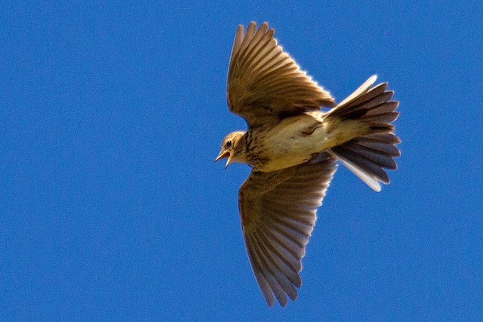 Skylark