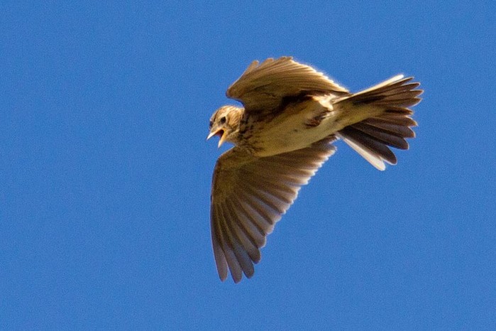 Skylark
