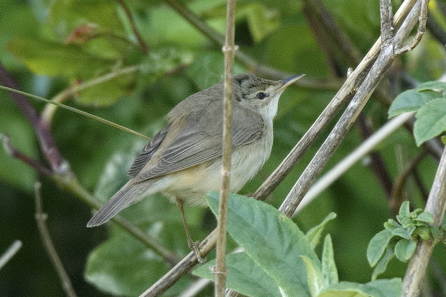 Marsh Warbler