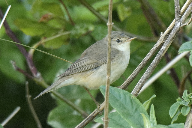 Marsh Warbler