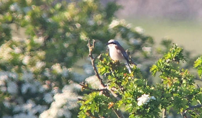 Red-backed Shrike