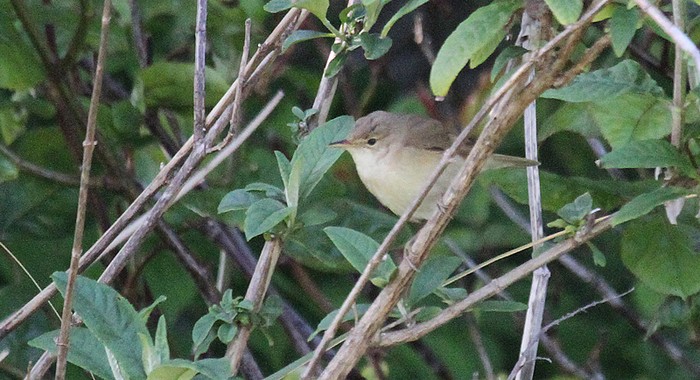 Marsh Warbler