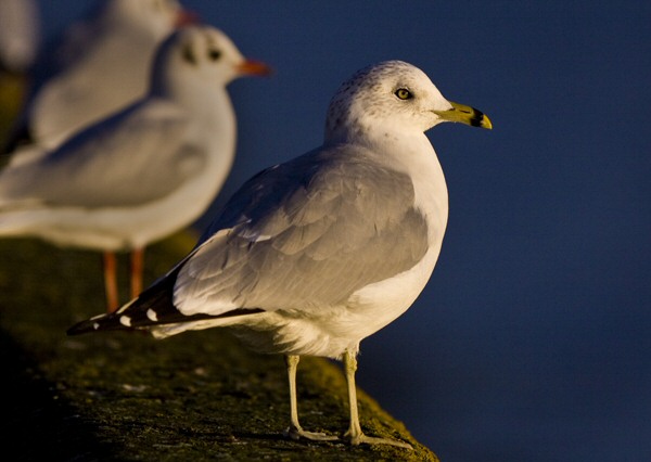 Ring-billed Gull