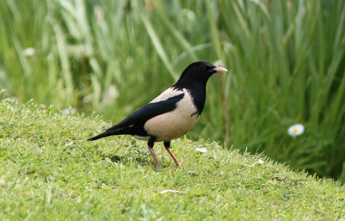 Rose-coloured Starling