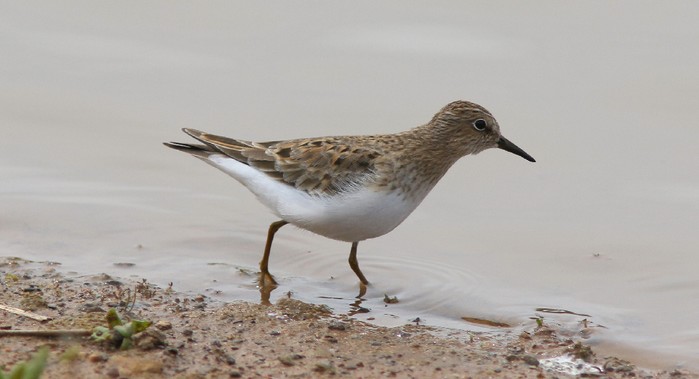 Temminck's Stint