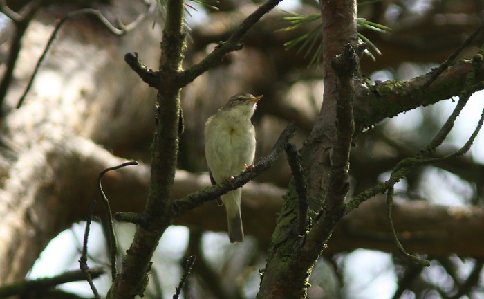 Iberian Chiffchaff