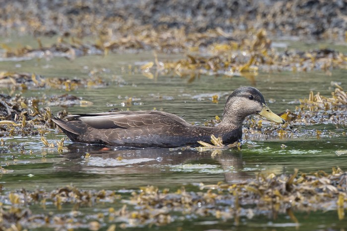 Black Duck