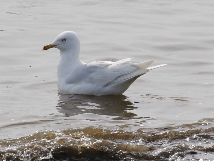 Iceland Gull