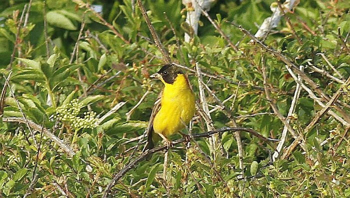 Black-headed Bunting