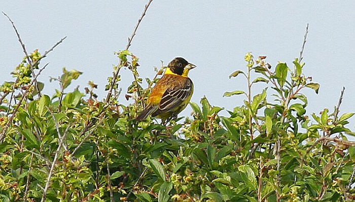 Black-headed Bunting