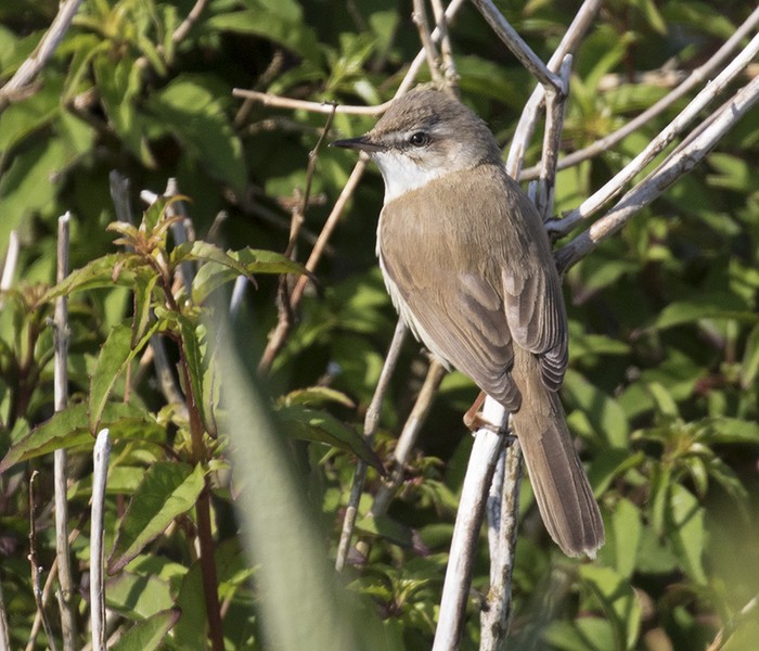 Paddyfield Warbler