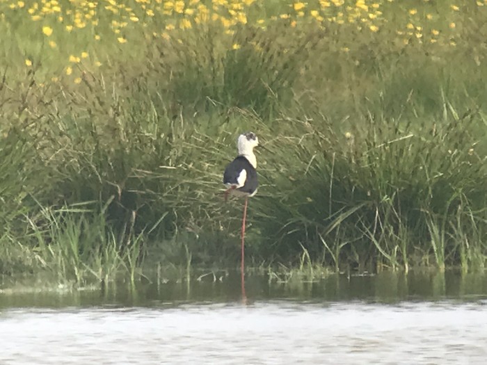 Black-winged Stilt