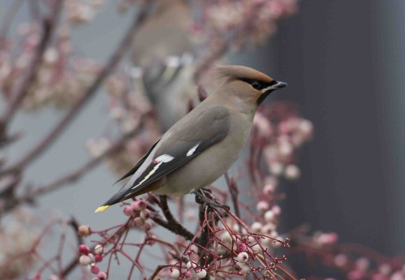 Waxwing