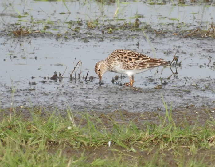 Pectoral Sandpiper