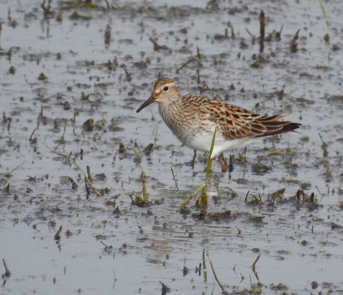 Pectoral Sandpiper