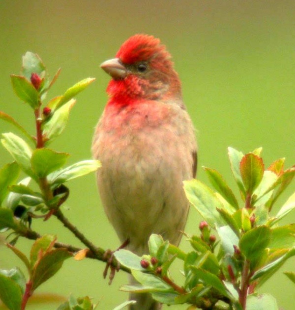 Common Rosefinch