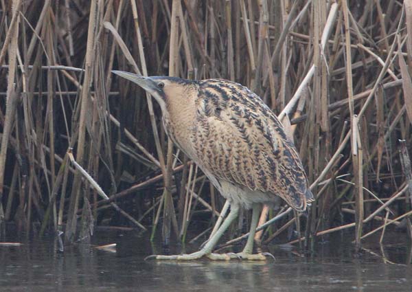Bittern
