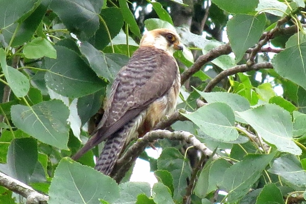Red-footed Falcon