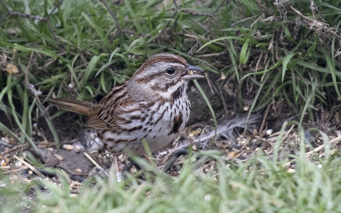 Song Sparrow