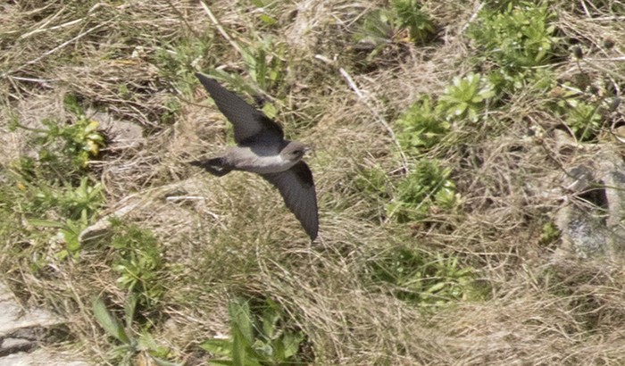 Crag Martin
