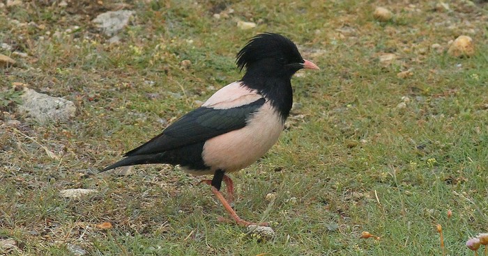 Rose-coloured Starling