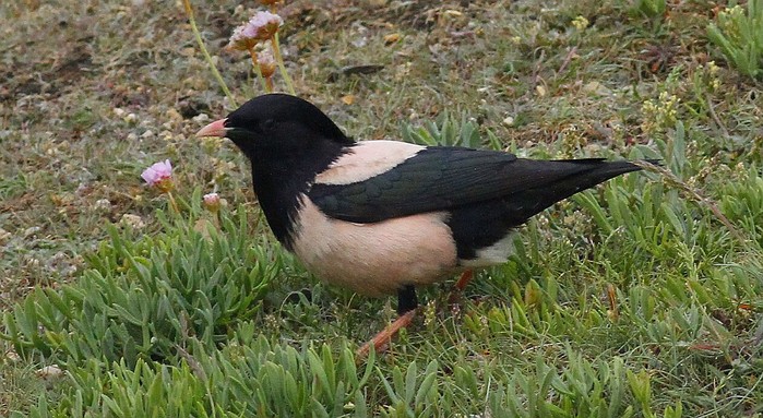 Rose-coloured Starling