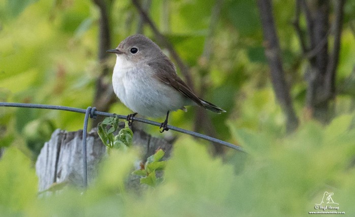 Red-breasted Flycatcher