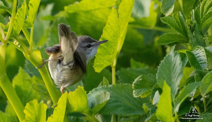 Paddyfield Warbler