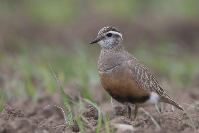 Dotterel