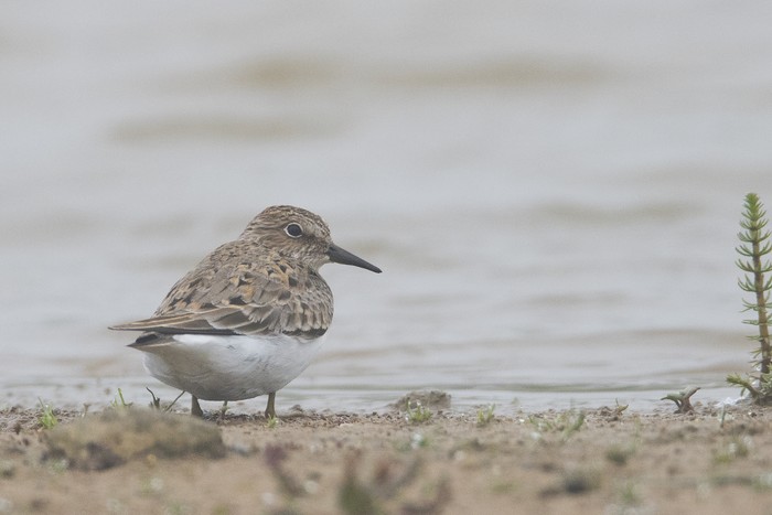 Temminck's Stint