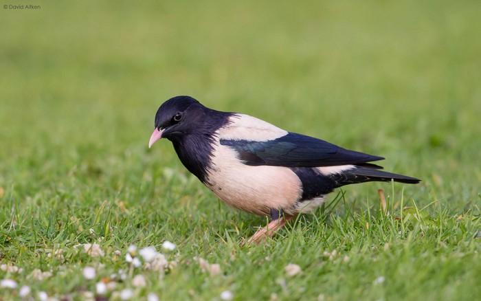 Rose-coloured Starling